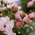 秘密教学完整版免费看:探索隐藏知识的神秘之旅与精彩内容解析 n2uiwxw