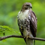 秘密森林第一季:揭开悬疑背后的真相与人性考验 nf21tdw